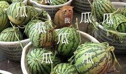 娱乐吃的瓜,明星们的“吃瓜”日常