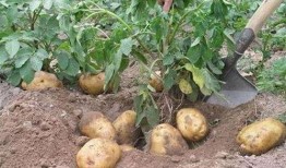 马铃薯3在线观看,在线观看，揭秘神秘世界的奇幻之旅